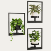 Plant Frame